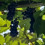 Wine&art Jeruzalem *